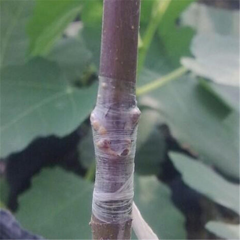 Image of Grafting Tape for the prevention of disease in your Shrubs, Trees or Fruit Tree PVC bind belt or tie Tape 2CM x 100M / 1 RolI - I'LL TAKE THIS