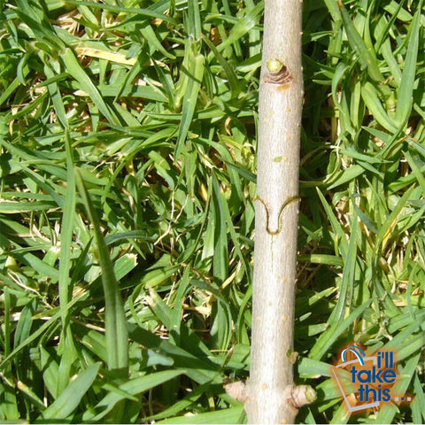 Image of Grafting Secateurs Kit with 2 Blades for Tree Grafting, Secateurs or Branch Pruner - I'LL TAKE THIS