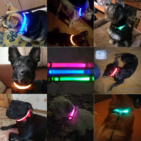 Image of Led Dog Collar USB Charging or Batteries, 7 Colors - 6 Sizes XS ~ XXL - I'LL TAKE THIS